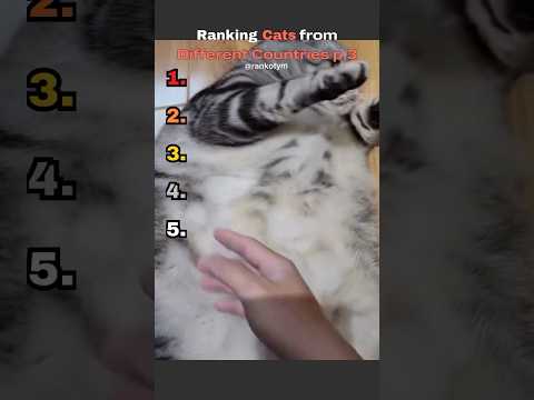 Ranking cats from different countries p.3 #ranking #funny #cat