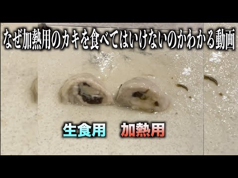 なぜ加熱用のカキをそのまま食べてはいけないのか10秒でわかる動画　#shorts