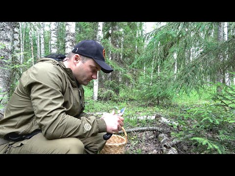 ГРИБНИК ЗАШЕЛ В ЛЕС. НАБРАЛ ГРИБОВ У ЗАБРОШЕННОЙ ДЕРЕВНИ.