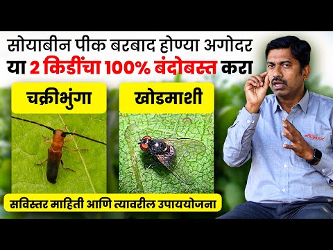 सोयाबीन पिकामध्ये खोड माशी, चक्री भुंगा नियंत्रणाचे तंत्र । soybean girdle beetle | soybean stem fly