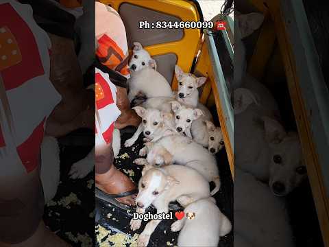 ஆட்டோ fulla kutty puppy 😍😍 #anshikamobile #colachel #doglover #dog #share #pet #😍 #doghostel #care