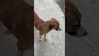 #oxy2025 #everyone #views #cute #highlights #love #youtubeshorts #doglover#streetdog#likeforlike