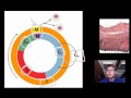 Exploring the Cell Cycle: Mitosis and Meiosis