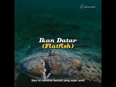 Mata ikan ini bisa berpindah tempat, flatfish atau ikan datar