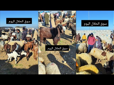 سوق الحلال اليوم اسعار الغنم والماعز في العراق محافظة كركوك 2025/2/19 فيديو جديد!!