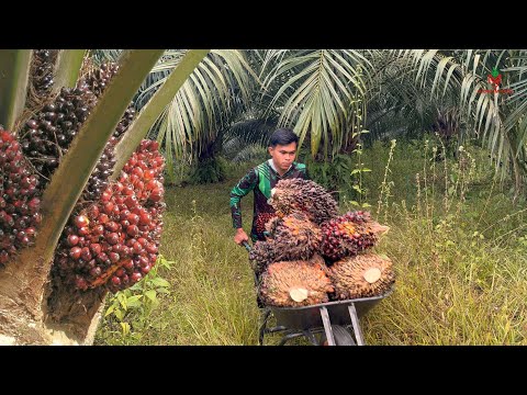 Seharian Panen Sawit Dan Langsung Jual Buahnya Ke Pabrik