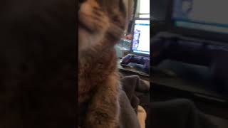 Keo purring loudly