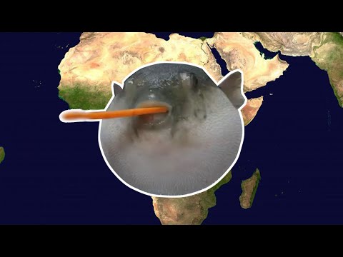 Pufferfish eats a carrot and plays Toto Africa
