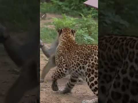 원숭이가 표범에게서 고양이를 구했습니다