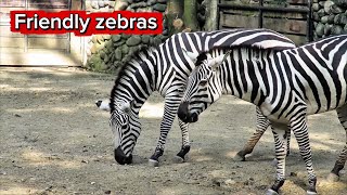 The Striped Mystery of the Savannah