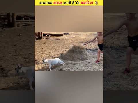 Why do Fainting Goats Faint.||#shorts#shortvideo#ytshorts#shortsfeed#viral