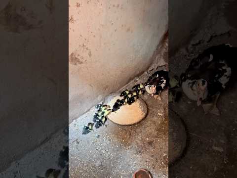 احلى مفجأه