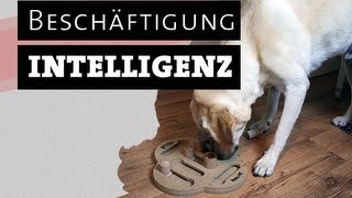 Intelligenzspielzeug für Hunde selber machen