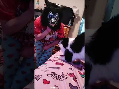 the cat see the mask 🤣 #funnyshorts #shortsfeed#cat