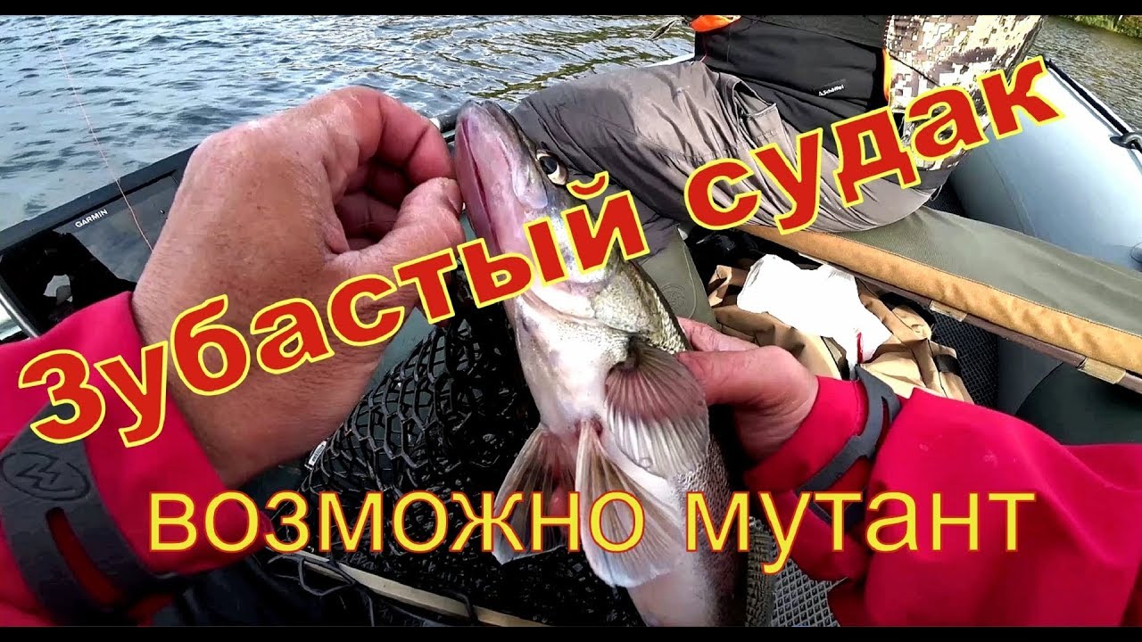 Рыбалка в дождь и ветер. Судак - мутант, зубастый как чужой)