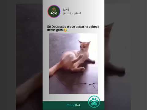 Se inscreva para mais vídeos engraçados @rovioriginal 😂 #memes #cachorro #pets #humor #shorts