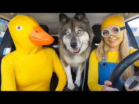 Rubber Ducky Surprises Puppy with Car Ride Chase!