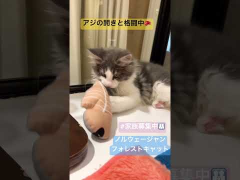 アジの開きと格闘中!!ノルウェージャンフォレストキャット