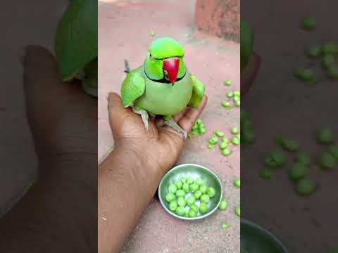 mithu mummy talking parrot 💚🦜 #petbird #talkingparot #shortvideo #trending #parrot #parrotplaytime