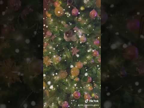 Silly Kitty 🎄
