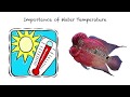 Aquarium Temperature and Fish Health