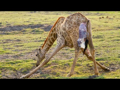 10種孕期最長的動物，各種動物寶寶出生瞬間，有的懷胎長達48個月！ - YouTube