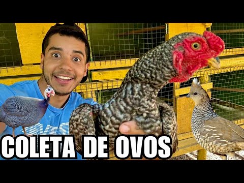 Atualização lago do cisne | Coletando e Chocando MUITOS ovos | Novas Galinhas chocas | Aves Recriar