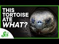 Predatory Tortoises and Environmental Impact Quiz