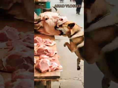 Cow attack dog😭😭😭😭 #cow #dog #shorts #trending