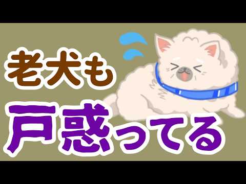 老犬になると避けられない「心の変化」どう向き合う?