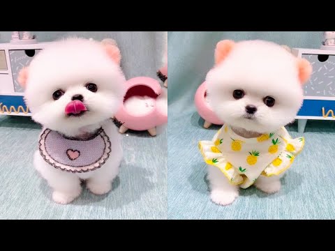 Cute and Funny Pomeranian Videos 77 #Shorts