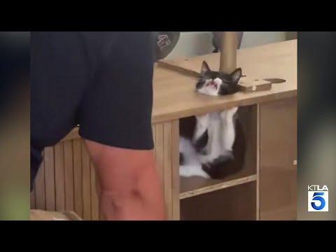 Kitten’s rescue <strong>by</strong> Ventura County firefighters goes viral