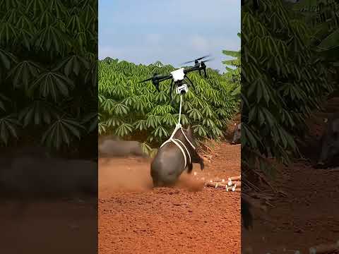 Drone Successfully Captures Wild Boar in Farmland!