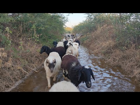 Sheep And Goat Sound Effects In Village