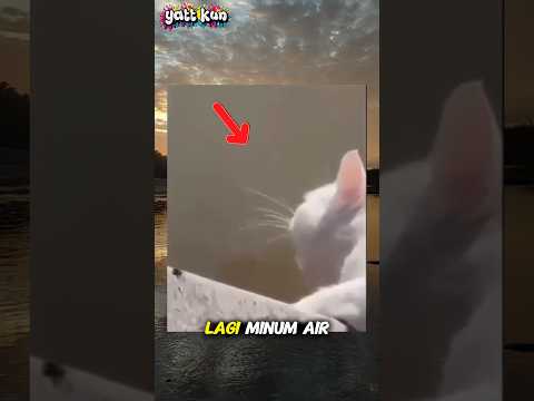endingnya ngakak, Kucing putih menampol ikan#kucinglucu#videolucu#shorts