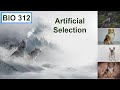 Breeder's Equation and Artificial Selection