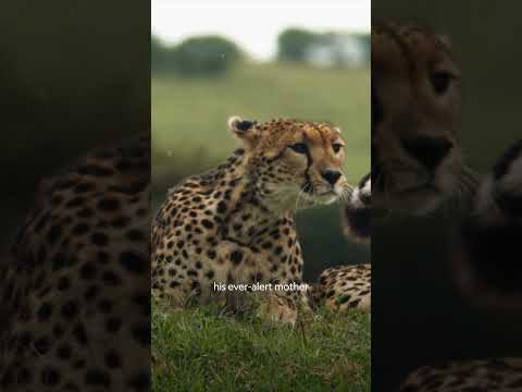 No time to rest for a cheetah and her cub 🐆 #TheWayOfTheCheetah