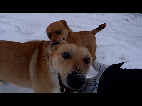 Very strange things with dogs