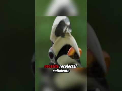 Los padres pájaros más sacrificados del mundo 🐦😢😭