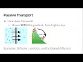 Cellular Transport Mechanisms Explained