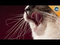 Feline Nutrition Insights and Challenges
