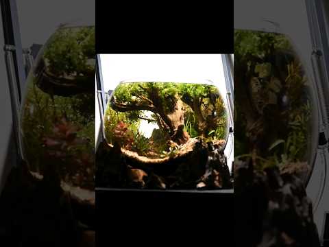 I entered this at the AGA2023 Aquascape contest. D I entered the AGA2023 Aquascape contest; I did not place, nor was I expecting to. I was curious on h