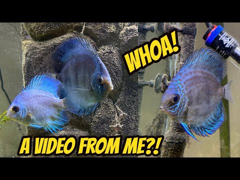 Fishy update June 2023 Here's an update video of what's happening around the house. Its been a long time since I've uploade