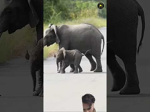 #facts #teamfxanimalfacts