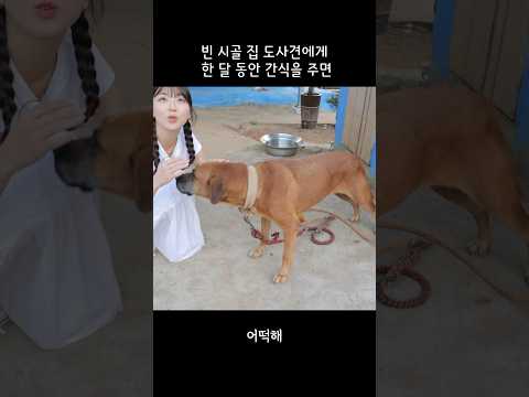 한 달 동안 빈 집 개에게 간식을 챙겨주면