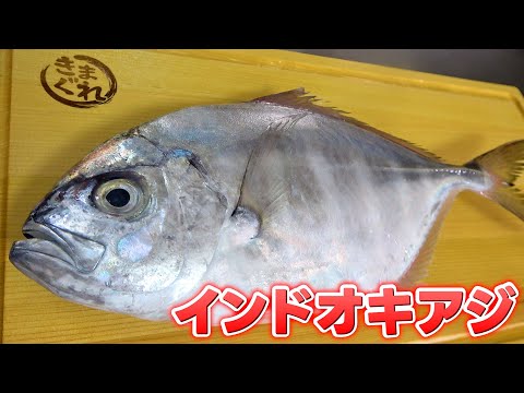 【珍魚？？？】魚屋歴30年以上のへんおじが初見のアジを捌いていく！