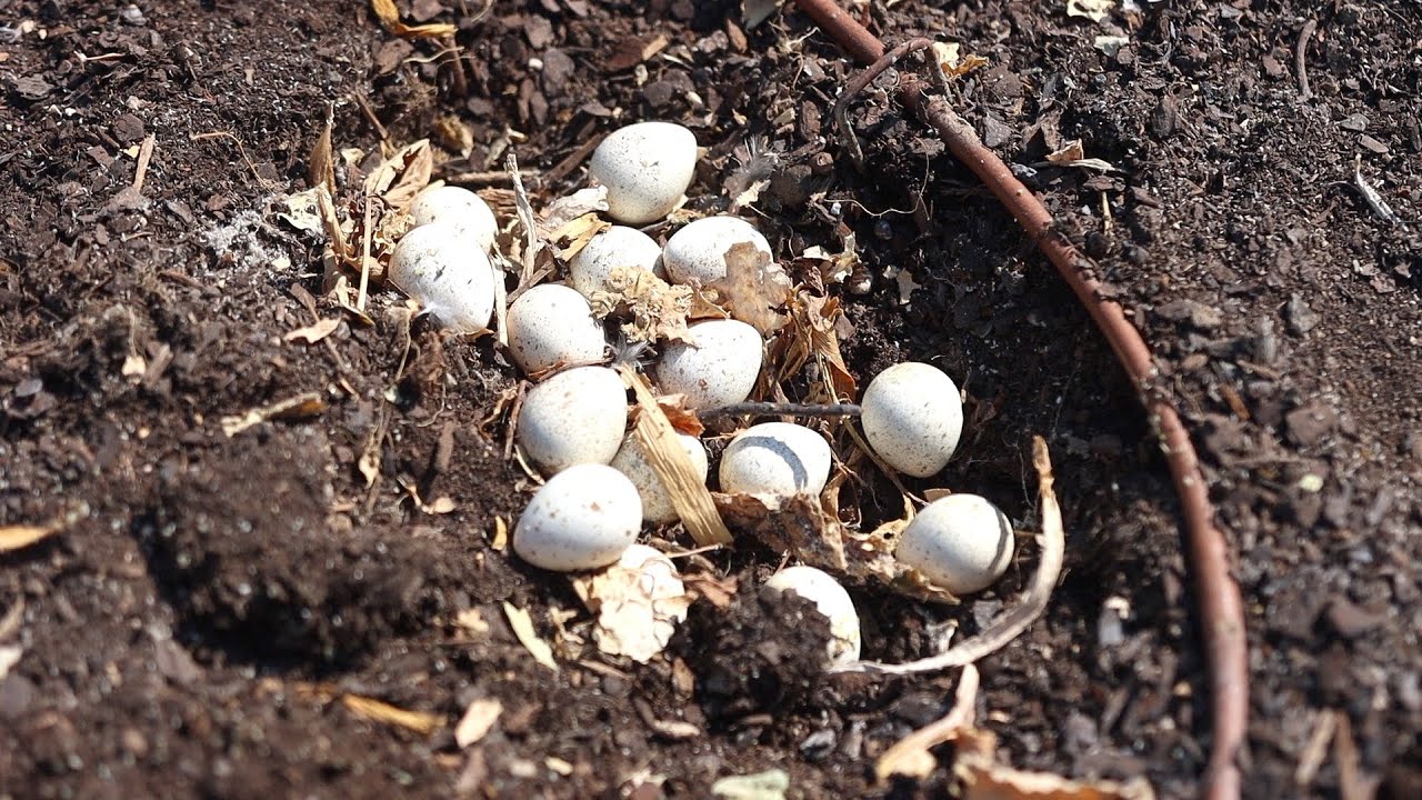 Finding Quail Eggs and Trying to Save Them, Trimming our Willow and Cleaning a Fountain!