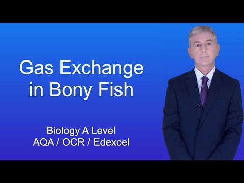 A Level Biology Revision “Gas Exchange in Bony Fish”