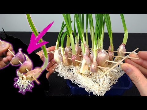 Cultiva ajos en casa sin parar atravesándolos con un palillo y agua - cultivo hidropónico -