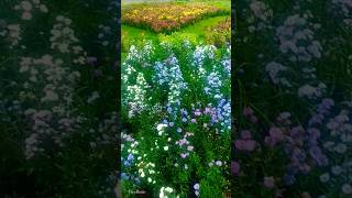 Flower That Blooms Once in 12 Years |Comment Flower Name| #shorts